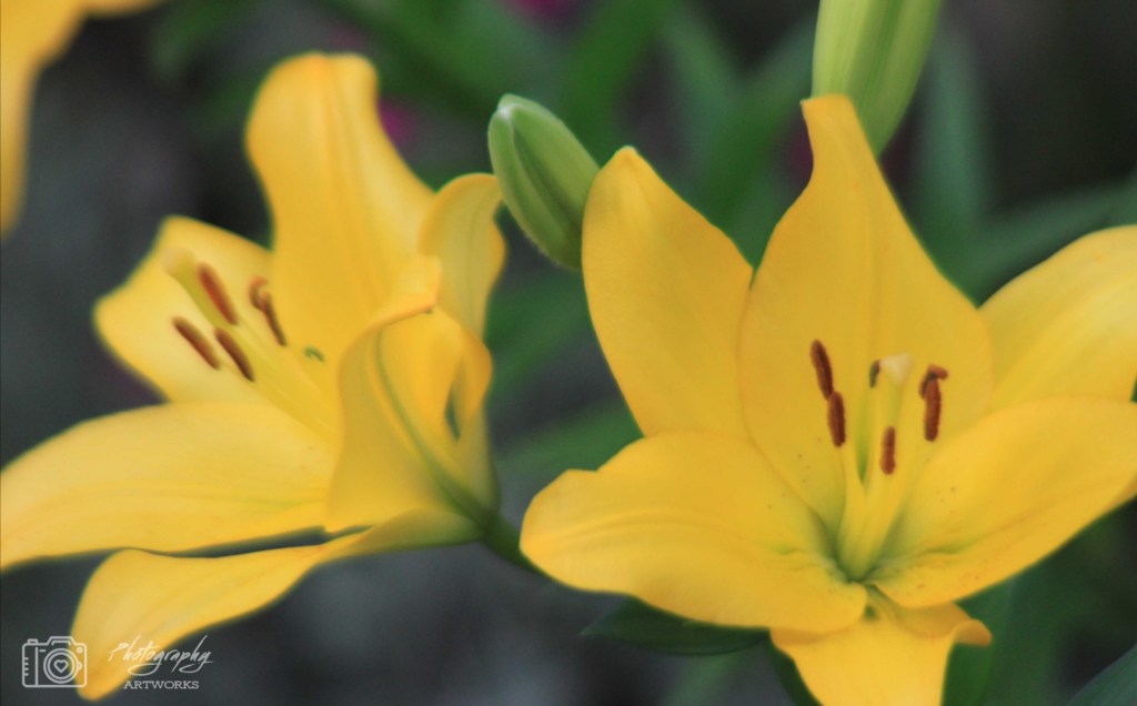 Die gelbe von draußen